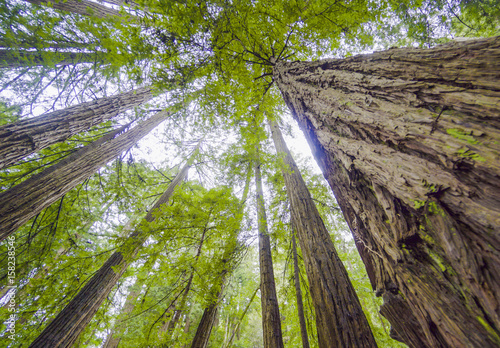 The tallest trees - Redwood forest in California