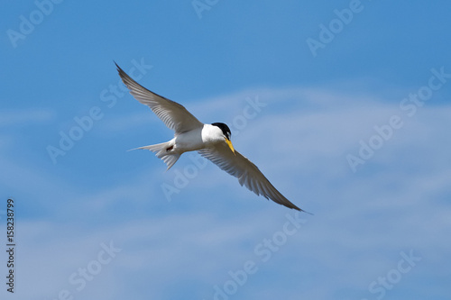 The little tern flew freely in the blue sky surrounded by white clouds.