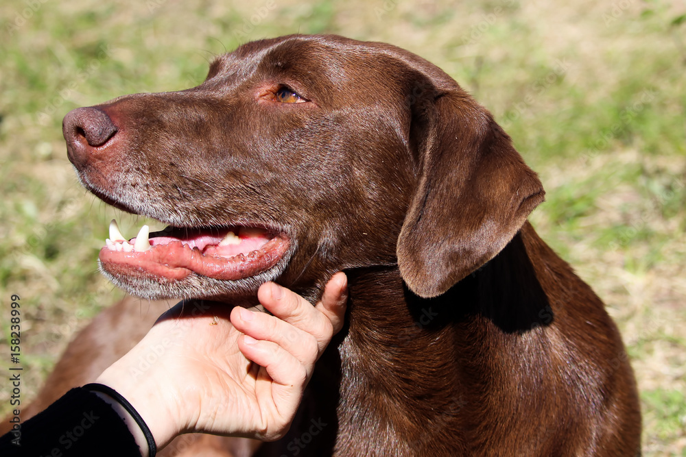 A dog getting a scratch on his chin