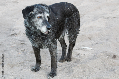 A senior dog standing wet on the sand after a swim