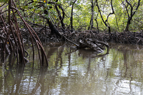 Natural mangrove photo
