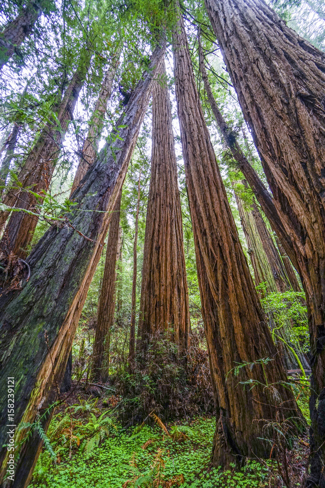 The beauty of the Redwood forest - the tallest trees in the world