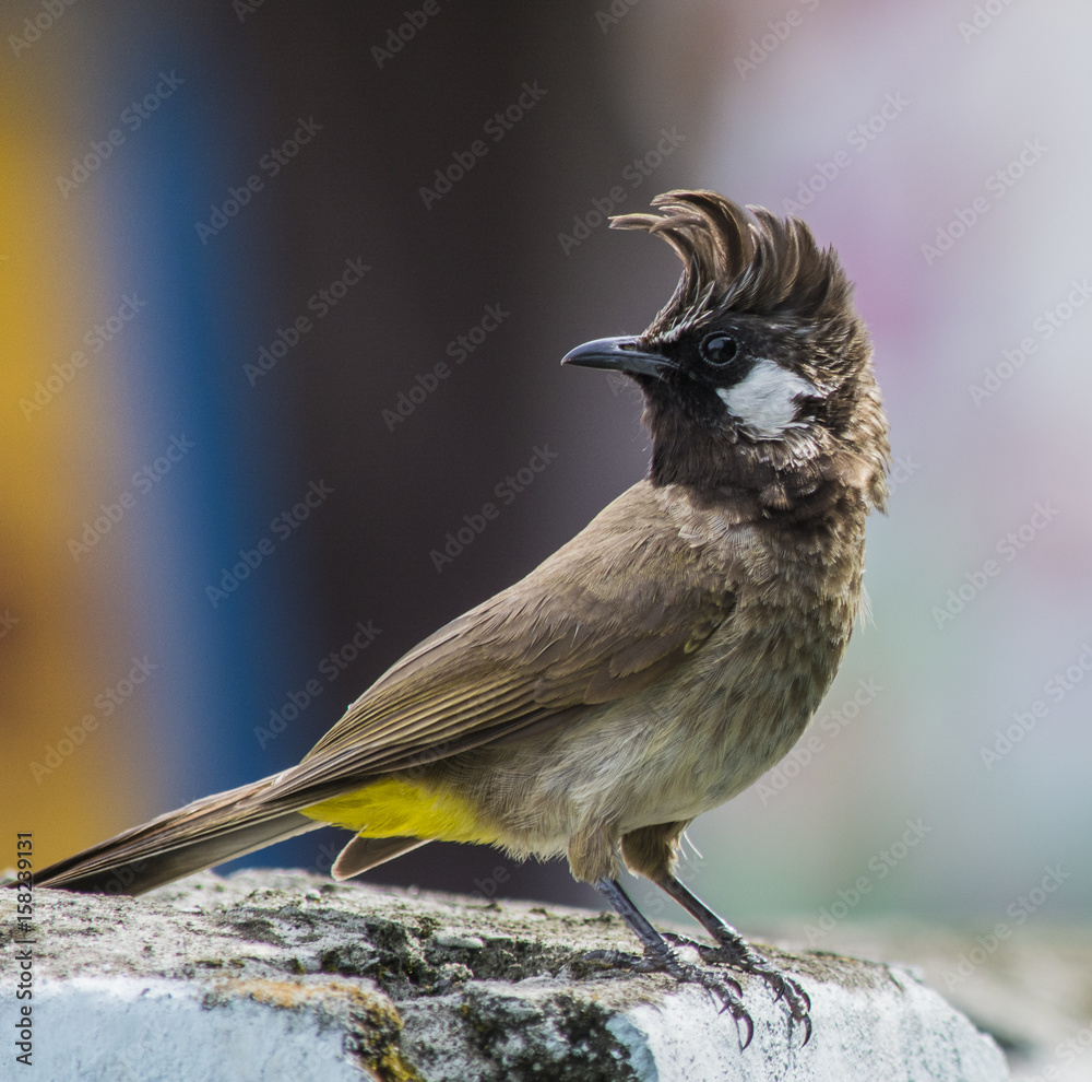 Obraz premium Himalayan Bulbul