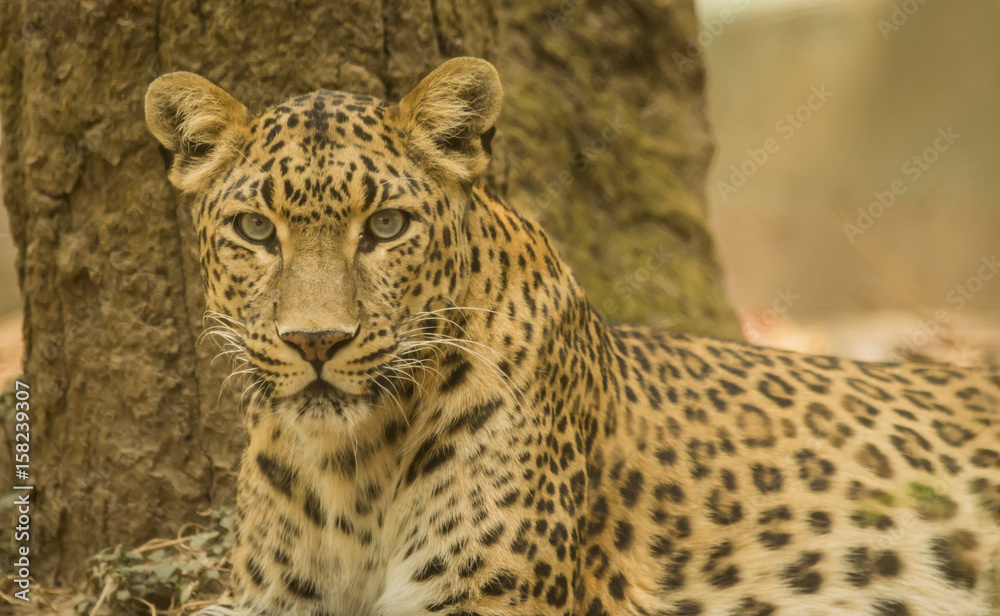 Fototapeta premium Leopard