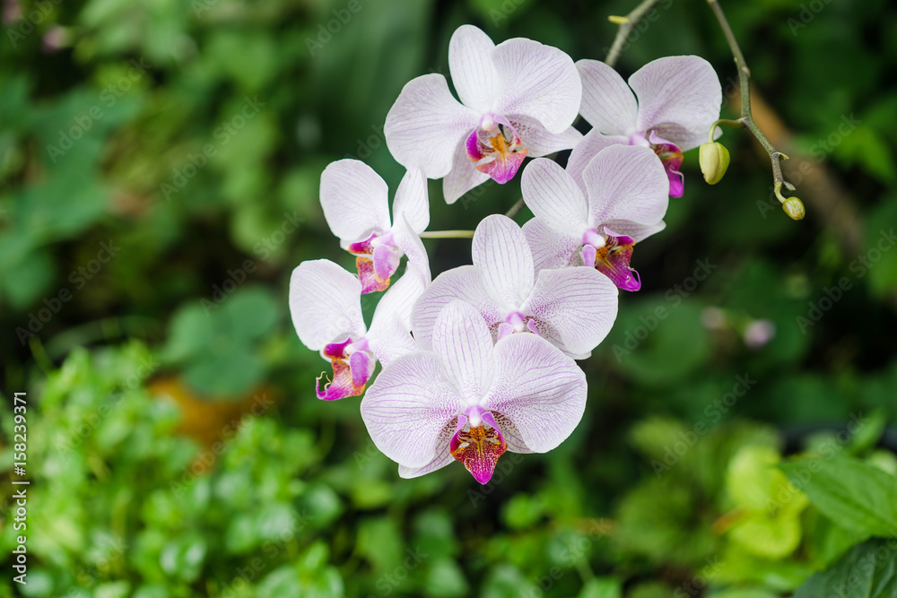 Fototapeta premium Beautiful orchid flower