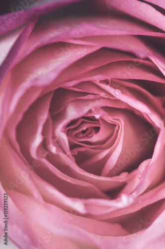Close up of beautiful  rose flower background