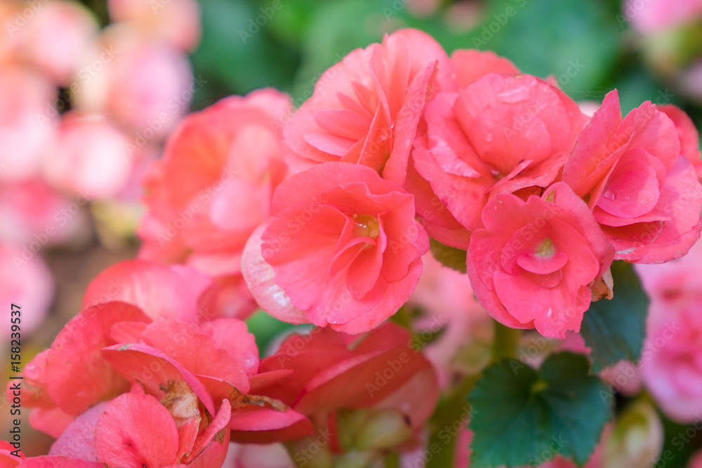 Numerous bright flowers of tuberous begonias (Begonia tuberhybrida) in garden Numerous bright flowers of tuberous begonias (Begonia tuberhybrida) in garden
