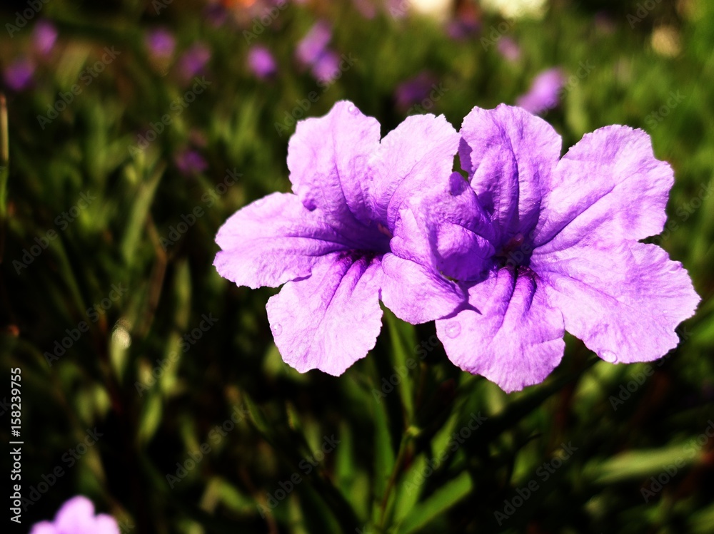 Obraz premium Two Purple Flowers