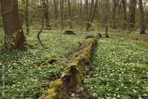 Hainich National Park, Beech Forest Protection, Germany 