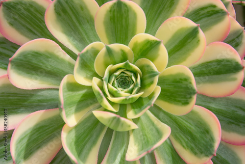 Succulent plant with green leaves