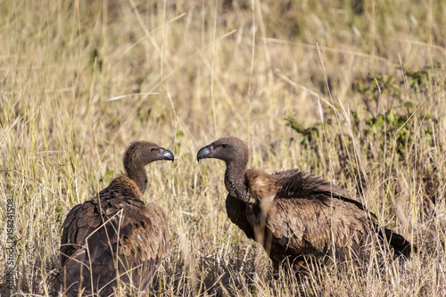 Feeding  African Vulture. Tanzania Africa photo