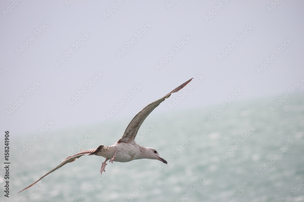 Obraz premium seagull