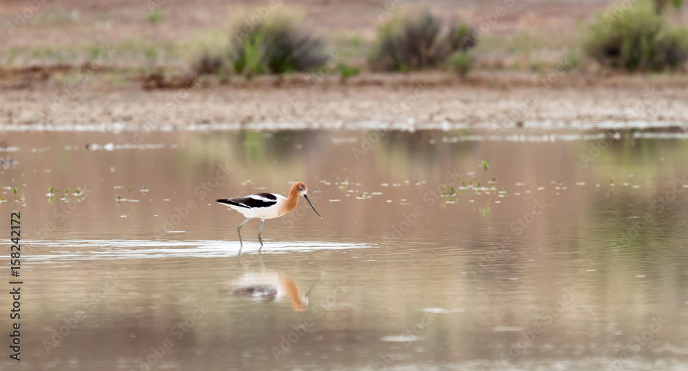 The American Avocet The American Avocet