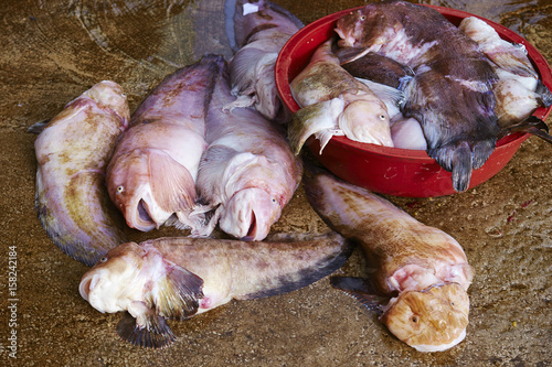 cubed snailfish photo