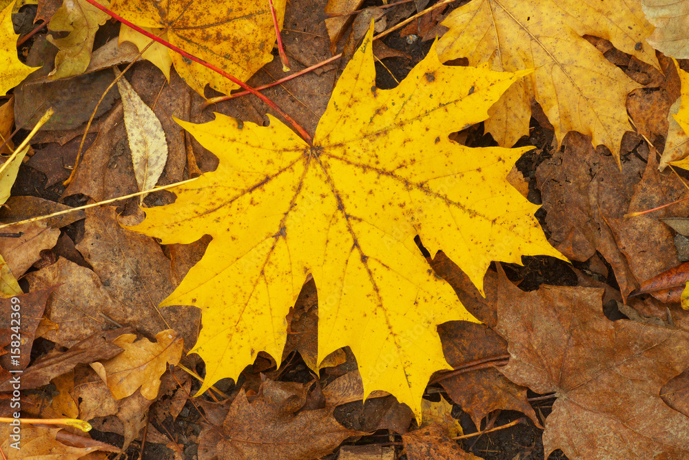 Maple leaf Maple leaf