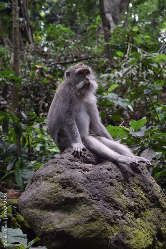 Macaque sitting on a rock © DennisMC