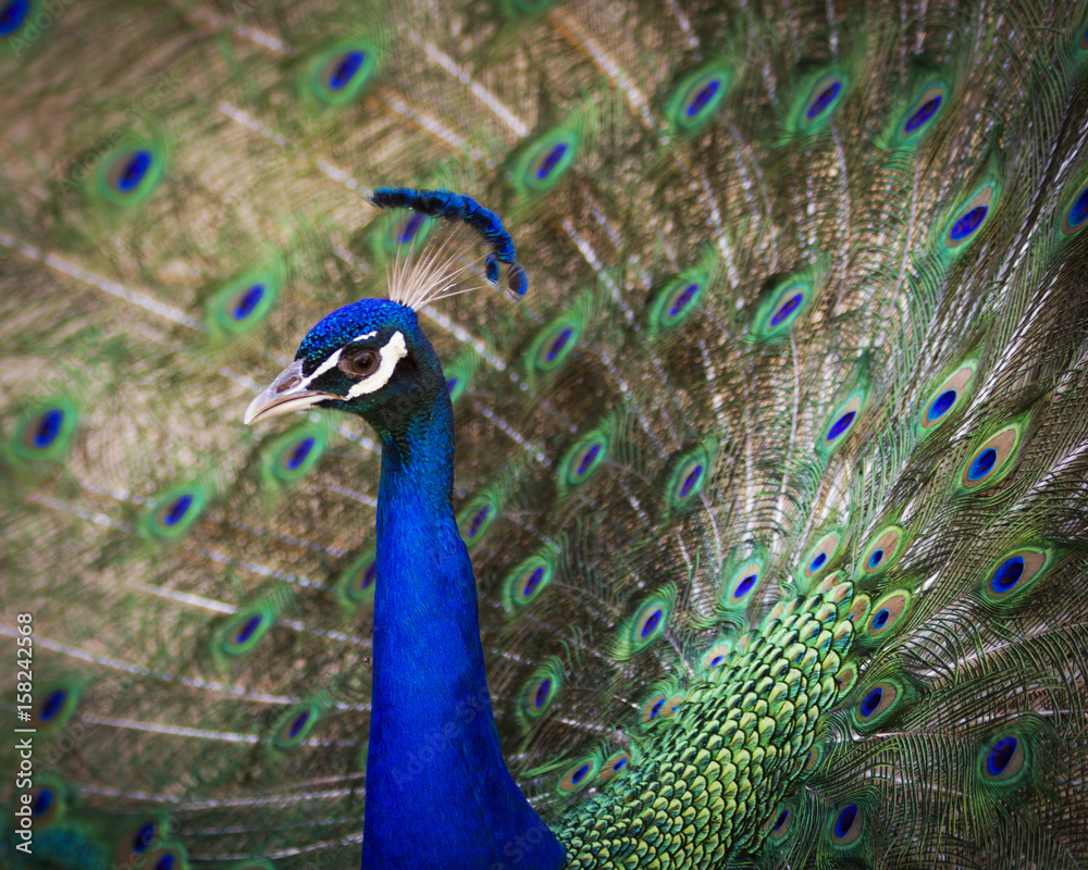 Obraz premium Peacock