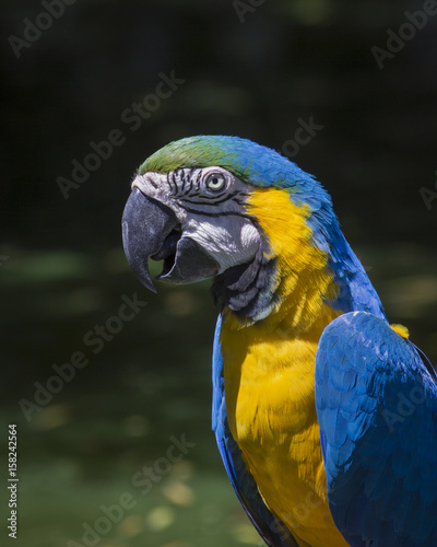 Macaw 1 © owenharvey