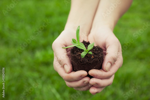 Female hands hold a young plant on background of a green grass. New life concept