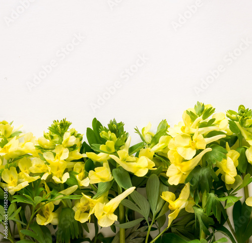 Fototapeta Naklejka Na Ścianę i Meble -  Blooming Spring Flowers