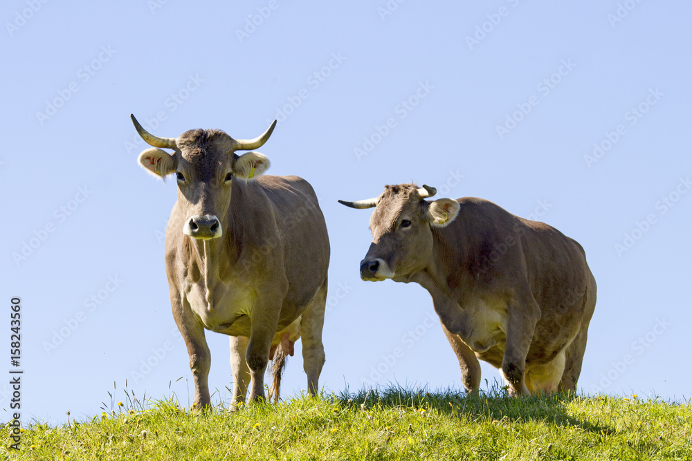 Kühe - Allgäu - Frühling - Hörner - Wiese Kühe - Allgäu - Frühling - Hörner - Wiese