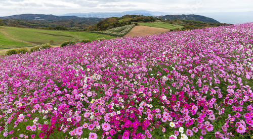 Cosmos flower