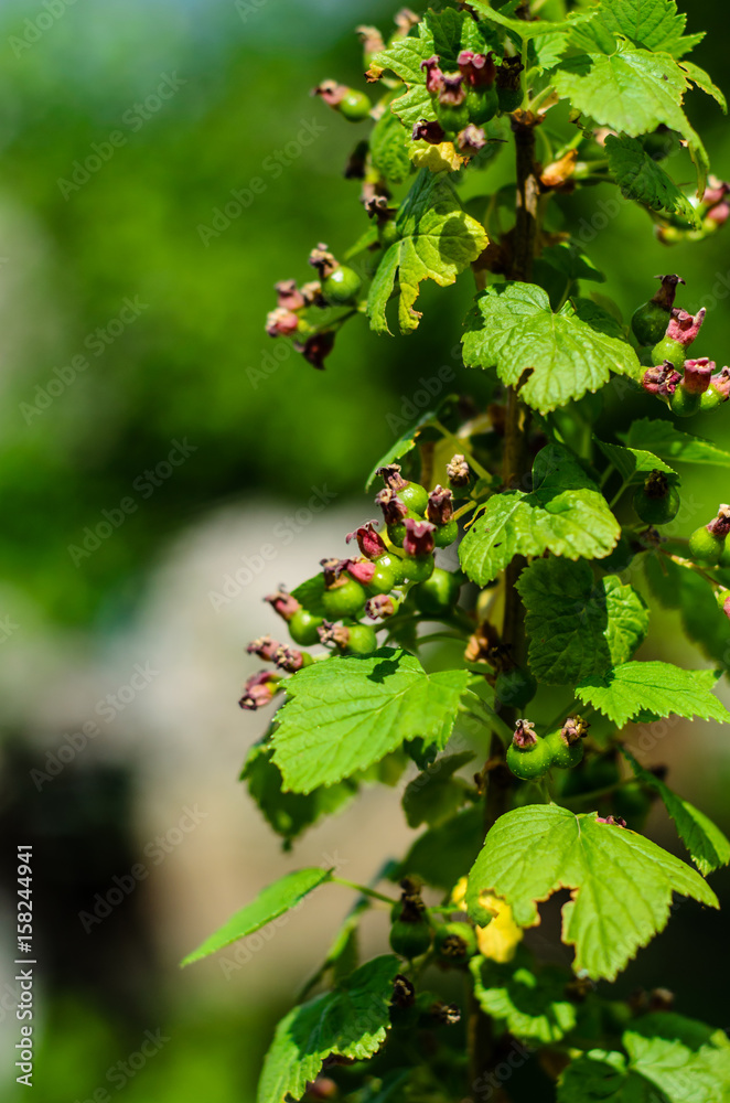Currant bush in garden Currant bush in garden