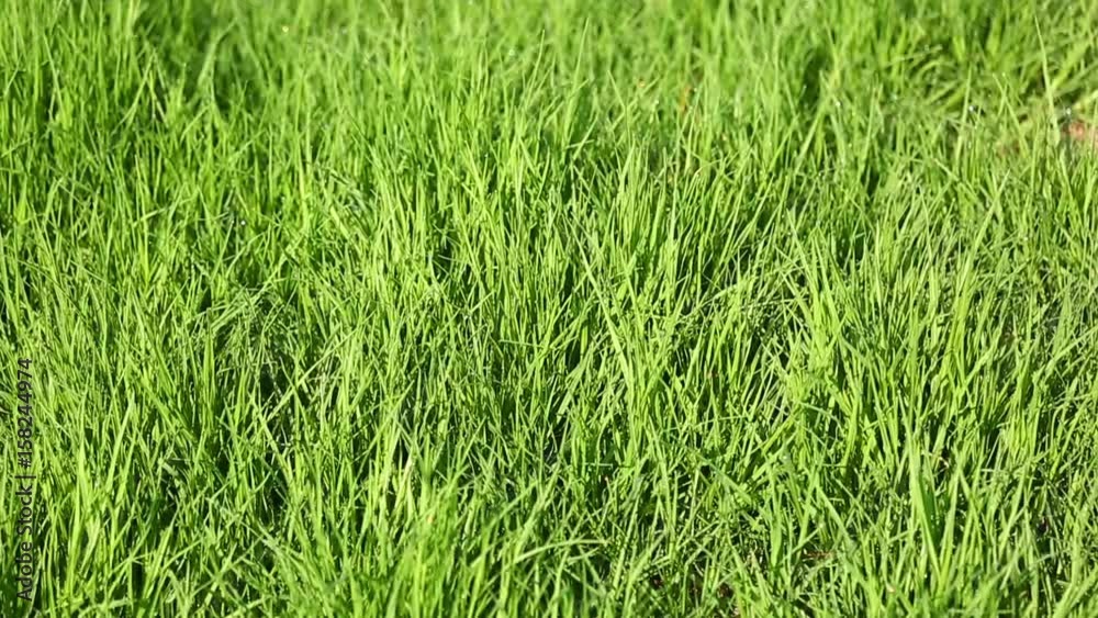 Zoom-in grass with dew full HD video