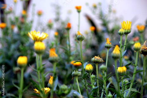 Blur Yellow Flowers