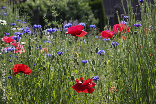Fototapeta Naklejka Na Ścianę i Meble -  corn poppy