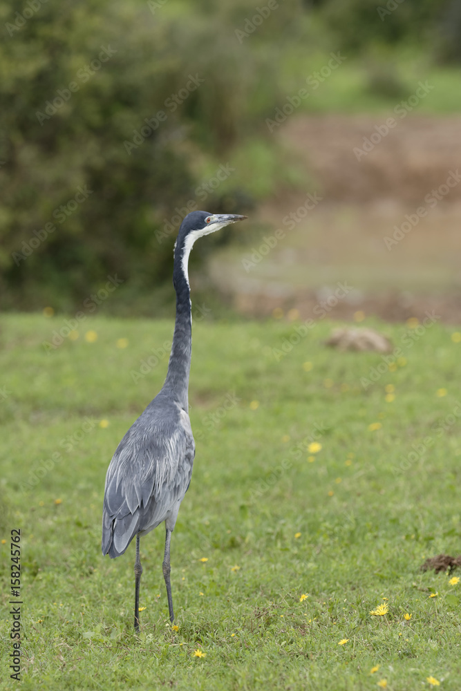 Black Headed Heron, Addo Elephant National Park Black Headed Heron, Addo Elephant National Park