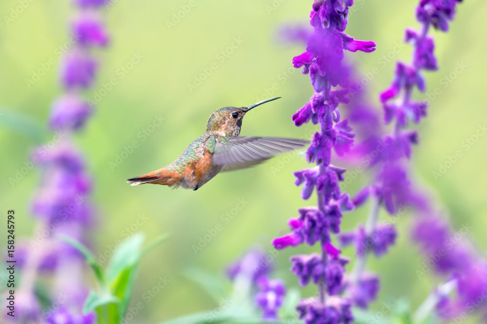 Fototapeta premium Hummingbird