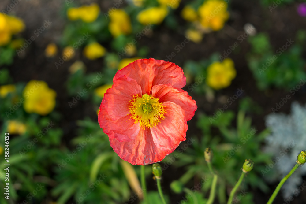 Close up Beautiful Orange Cosmo and yellow flower garden in blurred background Close up Beautiful Orange Cosmo and yellow flower garden in blurred background