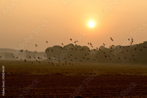 Birds fly at dawn in India © grthirteen