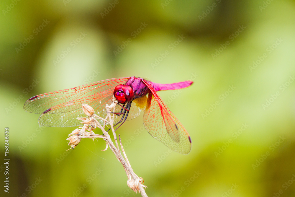 Macro red dragonfly outdoor on morning Macro red dragonfly outdoor on morning