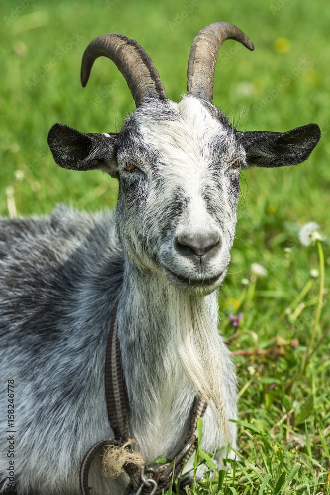 Goat lies on a green meadow 