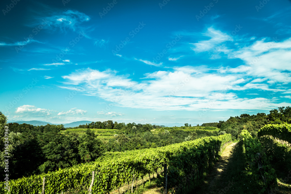 grapevine field in the italian countryside grapevine field in the italian countryside