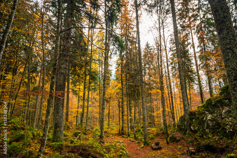 Autumn morning in the alps