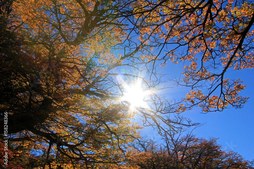 Golden forest trees near the Fitz Roy in autumn, El Chalten, Patagonia, Argentina photo