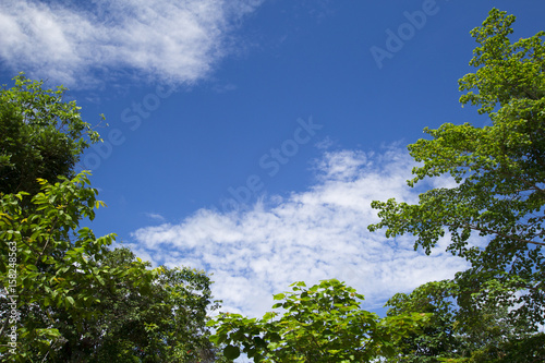 The image of a tree with blue sky For the background,happy holiday.