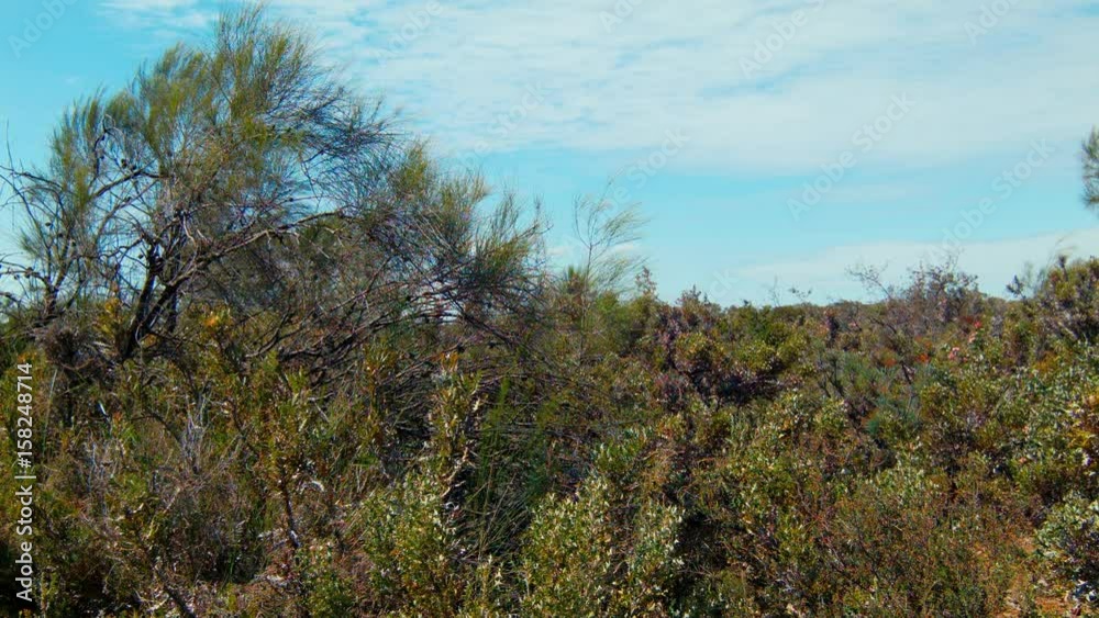 Dense Shrubs In Patch Of Native Australian Bush Dense Shrubs In Patch Of Native Australian Bush