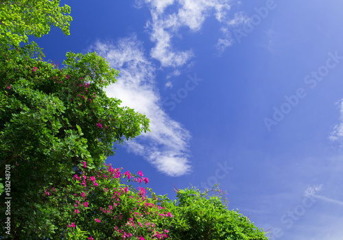 The image of a tree with blue sky For the background,happy holiday.

