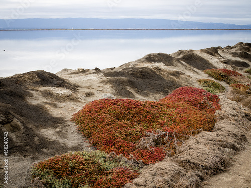 Succulent plants on a berm along the east bay shoreline photo