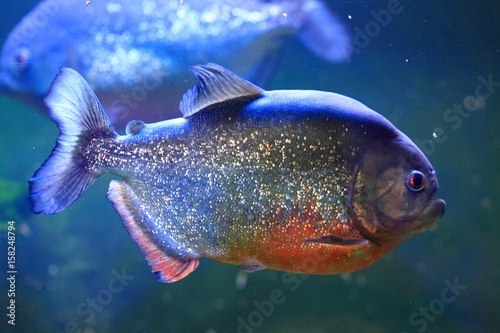 big piranha fish