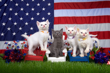 Three fluffy white kittens and one gray sitting in red white and blue chairs on green grass with american flag in the background. holiday family fun, remembrance patriotism.