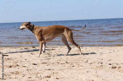 dogs playing on the beach