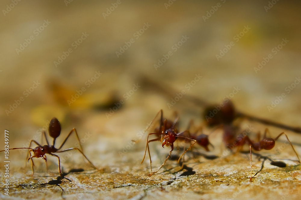 Fire Ant On The Ground With Several Focus