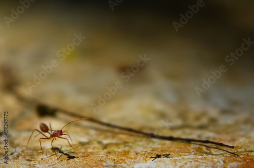 Fire Ant On The Ground With Several Focus
