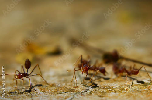 Fire Ant On The Ground With Several Focus © noorhaswan