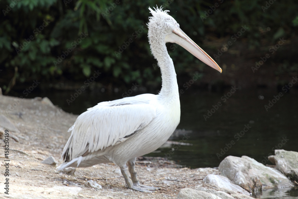 Fototapeta premium Dalmatian pelican (pelicanus crispus)
